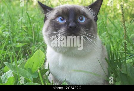 Gatto giovane, (tipo Siamese, Mekong bobtail cammina in erba Foto Stock