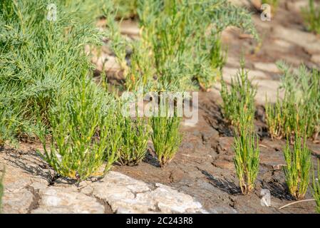 Salicornia Foto Stock