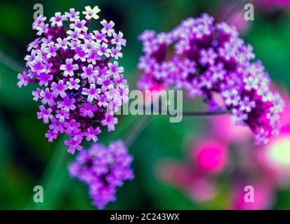 Verbena brasiliensis conosciuta come verbena brasiliana o vervain brasiliano Foto Stock