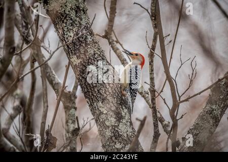 Un picchio rosso-belluto che sale su un albero con cibo nel suo becco cercando di non essere visto tra più rami di albero Foto Stock