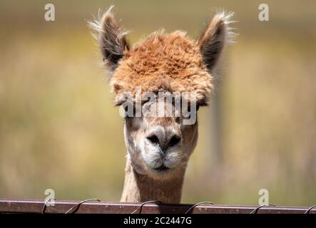Alpaca animale in Nuova Zelanda Foto Stock