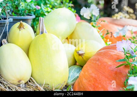 Vario assortimento di zucche, un mazzetto di zucche la parte superiore di una balla di fieno in azienda agricola biologica in vendita per essere utilizzati come decorazioni di caduta Foto Stock