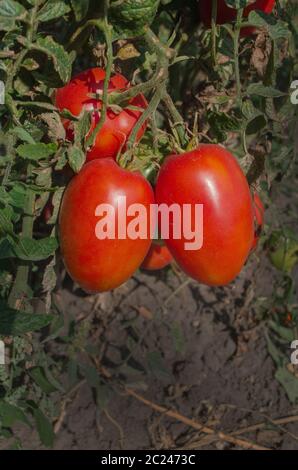 Pomodori rossi prugne che crescono in una serra pronta a raccogliere. Pomodori freschi piante Foto Stock