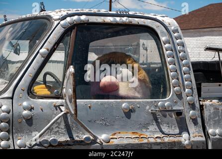 Personaggio giocattolo imbottito seduto in cabina di un camion di raccolta vintage Foto Stock