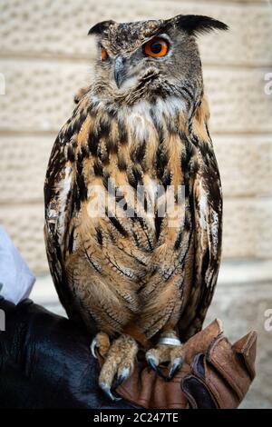 Gufo di aquila seduto su una mano di falconero Foto Stock