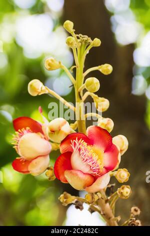 Shorea robusta o Cannonball fiore dalla struttura ad albero Foto Stock