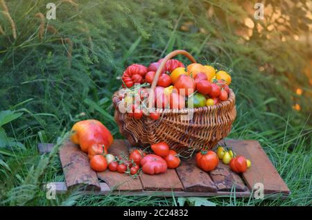 Pomodori in un cestino. Cestino pieno di pomodori vicino alle piante di pomodori. Cestino di pomodori appena raccolti. Pomodori rossi in un cestino. Stile rustico o rurale Foto Stock