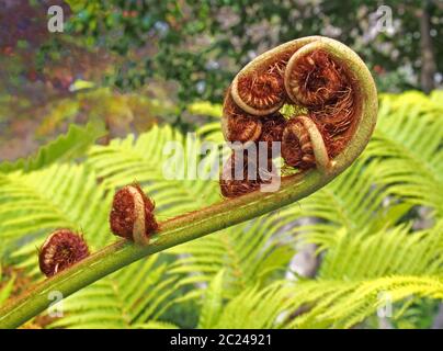 una foglia di felce srotolante in primo piano con un complesso motivo a spirale con sfondo verde brillante Foto Stock