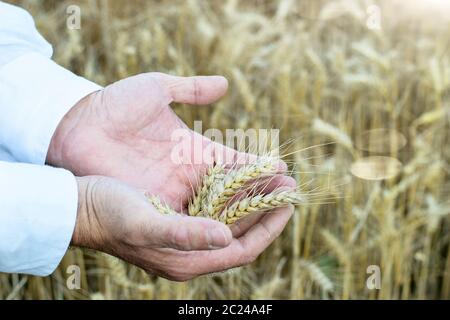 Contadino´s mani che tengono orecchie di grano maturate. Autunno, agricoltura, tempo di raccolto. Foto Stock