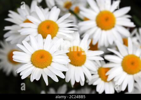 Fiori a margherita primo piano, sfondo floreale. Camomiles bianco sopra in estate, medicina di erbe Foto Stock