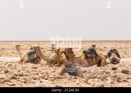 DANAKIL depressione, Etiopia, Aprile 29th.2019, Afar uomo di taglio e di estrazione del sale mattoni (bramme) in strumenti di primitivo al sale nel deserto Danakil depres Foto Stock