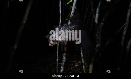 Ritratto notturno di Daubentonia madagascariensis aka Aye-Aye lemur, regione di Atsinanana, Madagascar Foto Stock