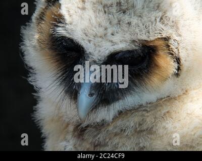 Fledgeling baby owl long eared barn Foto Stock