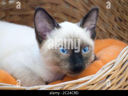 gattino con capelli corti e punto di tenuta colorato Foto Stock