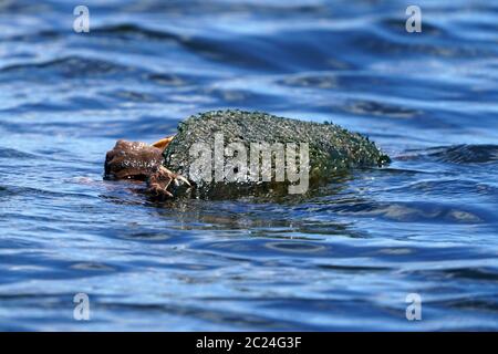 Innesto delle tartarughe nel canale Foto Stock