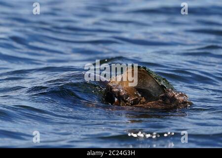 Innesto delle tartarughe nel canale Foto Stock