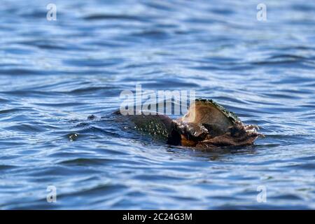 Innesto delle tartarughe nel canale Foto Stock