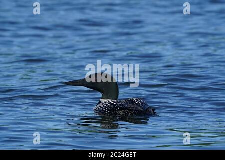 Loon comune nuoto sul lago Foto Stock