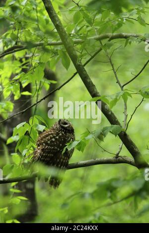 Adulto Barred gufo guardando in su negli alberi. Foto Stock