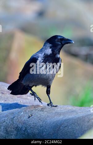 Carrion corvo alla ricerca di cibo Foto Stock