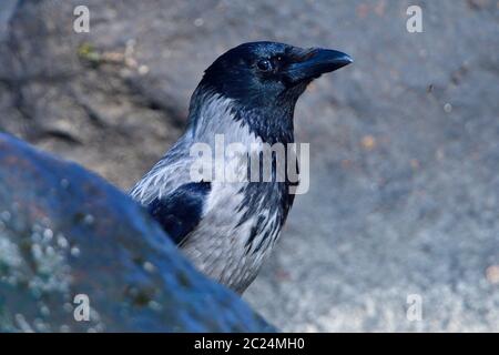 Carrion corvo alla ricerca di cibo Foto Stock