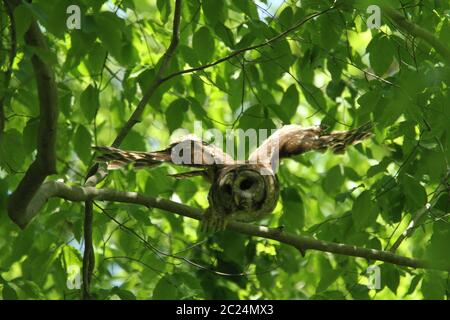 Barred Owl decollo dal suo persico. Foto Stock