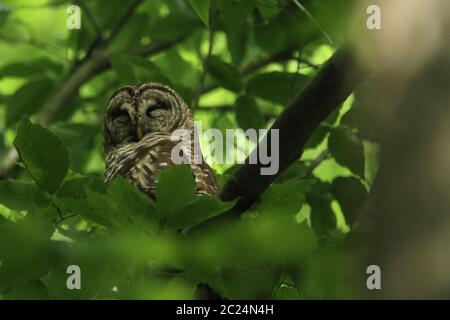 Questo gufo che dormiva era appena ben addormentato sul suo perch vicino al suo nido. Foto Stock