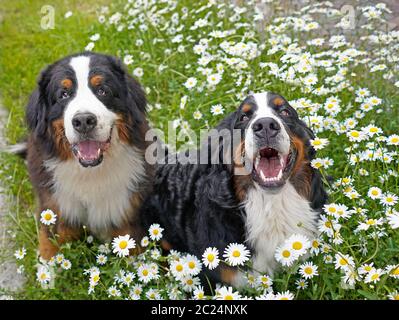 Un adulto e nove mesi fa cani di montagna Bernesi, molto felice, seduto nel prato con margherite Foto Stock