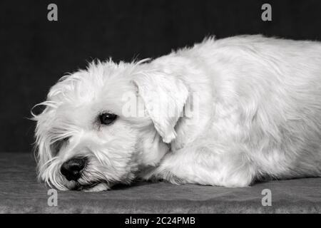 Il triste cane bianco schnauzer è sdraiato, depressione animale domestico. Foto Stock