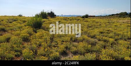 fiori gialli e cespugli selvaggi di vegetazione selvaggia sulle dune della versilia Foto Stock