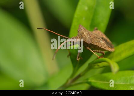 un primo piano di un vero bug Foto Stock