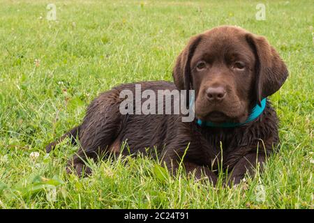 un labrador si tinto prato Foto Stock