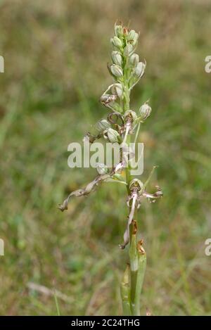 Lizard Orchidea - Himantoglossum hircinum raro Orchidea Fiore, probabilmente l'unico nel Cotswolds Foto Stock