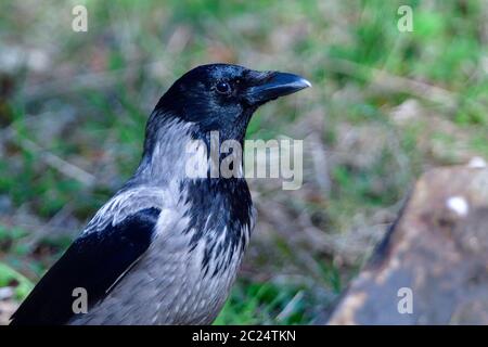 Carrion corvo alla ricerca di cibo Foto Stock