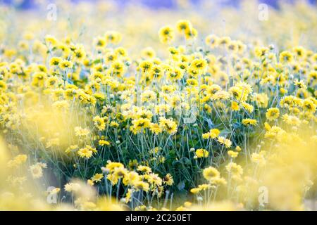 Crisantemo giallo fiori Foto Stock