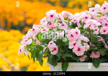 Fiori di rosea di Vinca fioriscono nel giardino Foto Stock