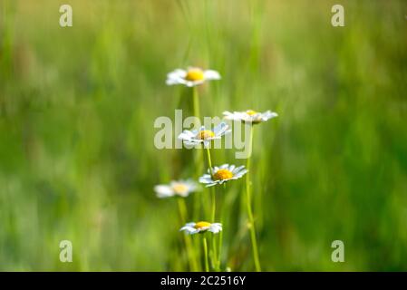 Un bouquet di margherite sul prato illuminato dai raggi del sole. Sfondo sfocato. Foto Stock