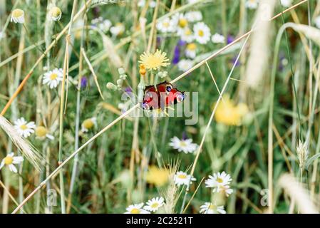 Aglais io o unione farfalla pavone seduto sul fiore giallo Foto Stock