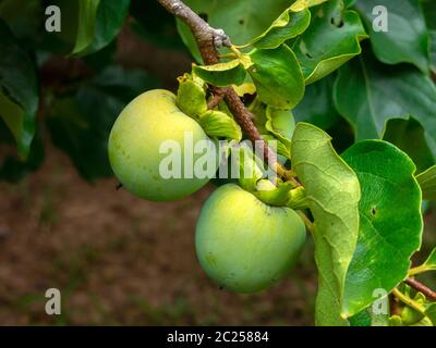 Non matura Kaki verde (cachi, Persimmon) frutti su albero Foto Stock