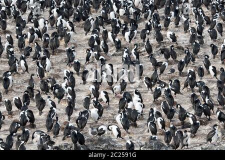 Una colonia di cormorani imperiali (albiciti di Leucocarbo) nel canale di Beagle, Ushuaia, Argentina, Sud America. Foto Stock