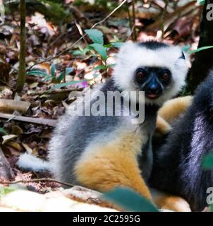 Ritratto di sifaka diademed aka Propithecus diadema Madagascar Foto Stock