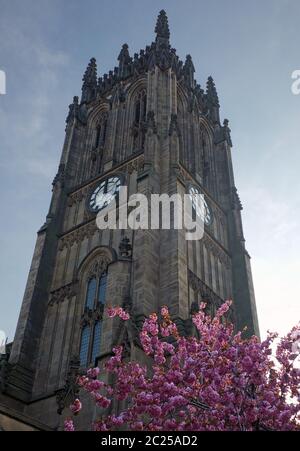 fiore di ciliegio di fronte alla torre di leeds minster ex chiesa parrocchiale in primavera Foto Stock