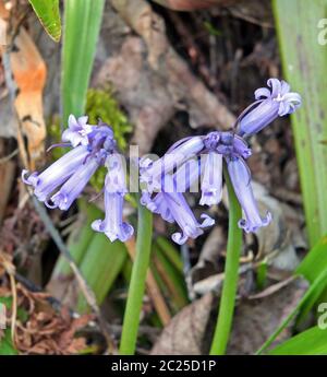 primo piano di fiori viola selvaggi di bluebell inglese su uno sfondo boscoso sfocato Foto Stock