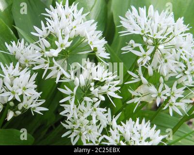 Aglio selvatico fiori in primavera con bright foglie verdi Foto Stock