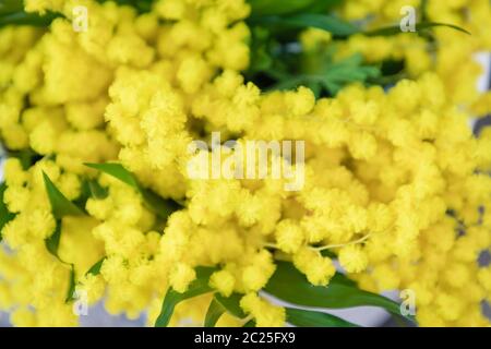 Mimosa di fiori gialli. Splendido sfondo di fiori di primavera soffici Foto Stock
