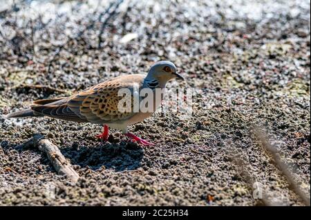 Primo piano della tartaruga europea dove o Streptopelia Turtur a terra Foto Stock