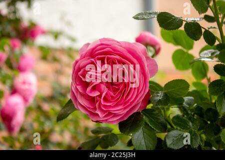 La famosa Rosa Centifolia fogliacea, la Rosa di Provenza o Rosa dei cavoli Foto Stock