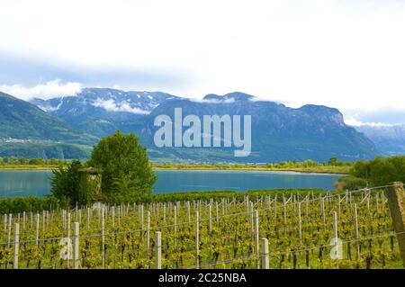 Lago di Caldaro vigneto, Lago di Caldaro. La piantagione di uva vicino al Lago di Caldaro a Bolzano in Alto Adige, Italia. Foto Stock