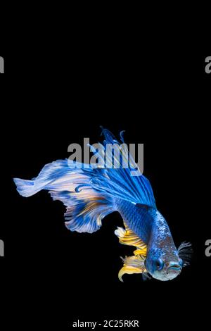 Pesce di betta blu e giallo, pesce da combattimento siamese Foto Stock