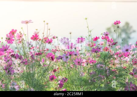 Fiori COSMOS in natura, sfondo dolce Foto Stock